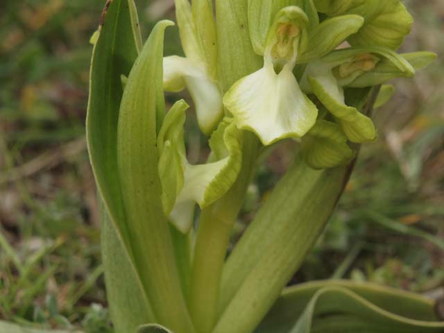 anacamptis collina apocromatica